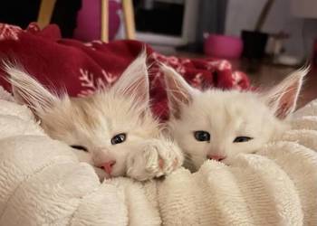 Sprzedam 2 kocurki rasy maine coon.