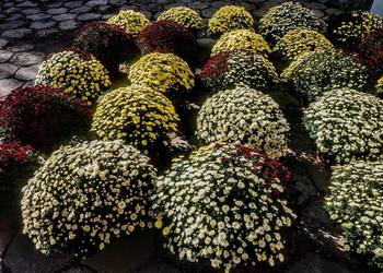 Chryzantemy Drobnokwiatowe