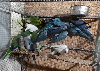 Papugi mnichy nizinne