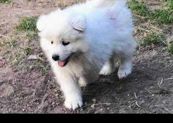 Sprzedam cudownego szczeniaka rasy Samojed – 2 miesiące, cena wyjątkowa!