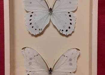 Motyle w ramce - Morpho luna i Morpho Polyphemus .