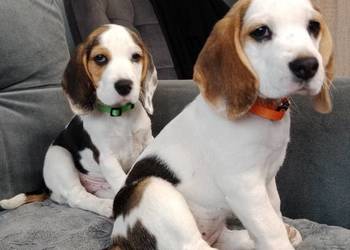 Beagle