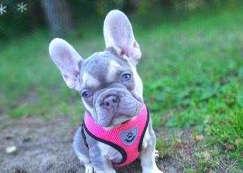 Buldog francuski liliowa suczka
