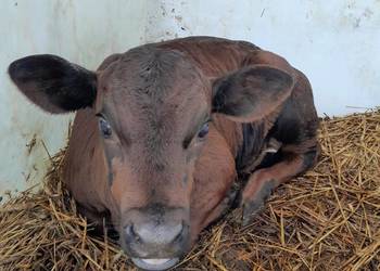 Cielaki mięsne limuseny 3 tygodniowe