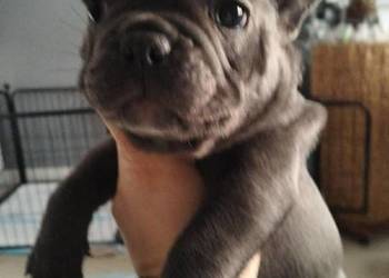 Buldog francuski