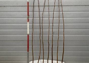 Leszczyna czerwona i zielona. Barceloński, Kataloński, Syrena, Cosford itp.