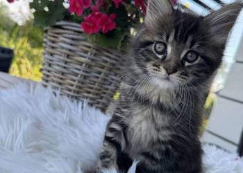 Aria kotka Maine Coon
