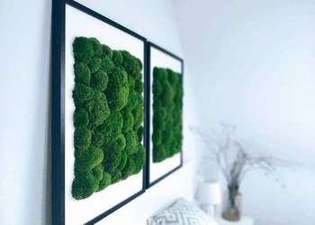 Dwa obrazy z mchem poduszkowym 50x70cm w czarnej ramie