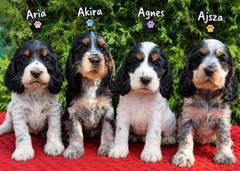 Cocker spaniel angielski