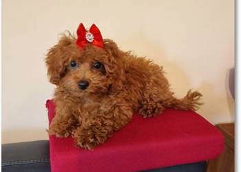 Pudel Toy /Miniaturka śliczna suczka red