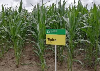 Kukurydza TIPICO - wczesna odmiana kiszonkowa Kukurydza TIPICO - wczesna odmiana kiszonkowa
