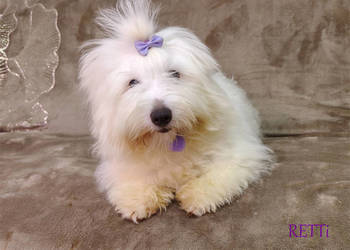 SAMIEC Piesek rasowy Coton De Tulear szczenię z rodowodem ZHPR UCI Kraków