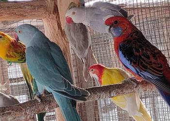 Aleksandretty i inne papugi mnichy