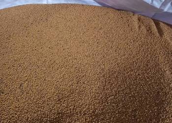 Gorczyca biała Maryna 2023 Gorczyca biała Maryna 2023