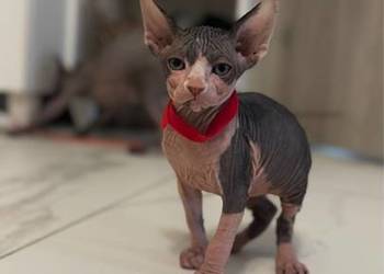 kot sfinks kotka kocur