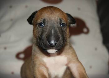 Bulterier miniaturowy Szczenięta ZKwP/ FCI