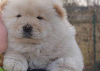 CHOW CHOW ŚLICZNE DO ODBIORU GOTOWE
