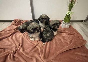 Śliczne szczeniaki Shih Tzu
