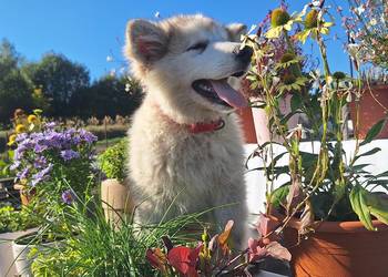 Alaskan Malamute FCI / ZKwP