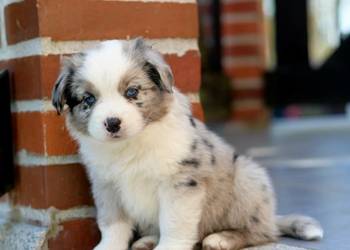 Amerykański Owczarek Miniaturowy FCI