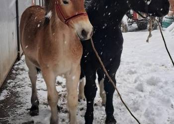 Ogierki zimnokrwiste