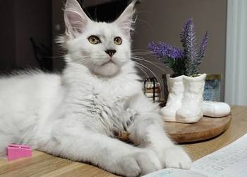 Kotka Maine Coon Kalipso