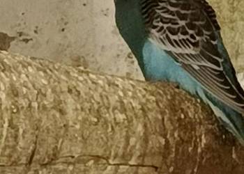 Sprzedam papugi faliste