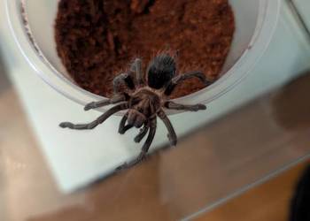 Jeden z piękniejszych pająków Phormictopus sp. dominican purple