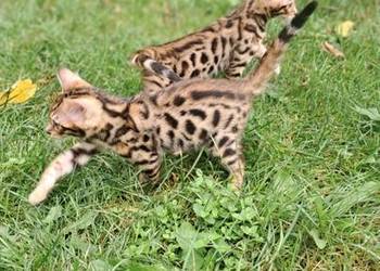 koty Bengalskie