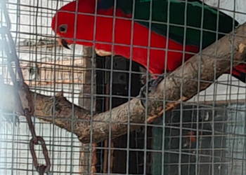 Papugi do ręcznego karmienia szkarłatka