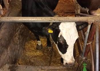 Krowy mleczne trzy sztuki