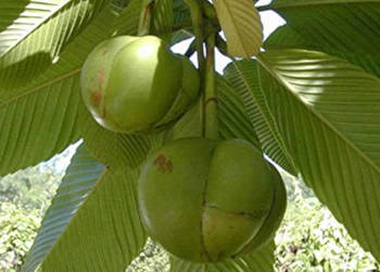 SŁONIOWE JABŁKO Dillenia indica NASIONA 400 sztuk - 10g.