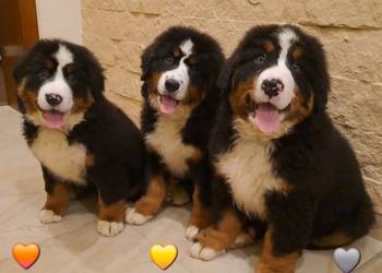 Berneński Pies Pasterski z rodowodem