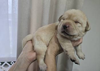 Labrador retriever Zkwp FCI