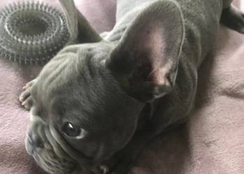 Buldog francuski szczeniaczki