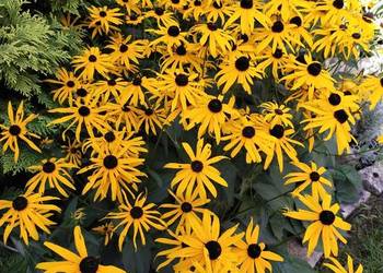 Rudbekia błyskotliwa, bylina, sadzonki