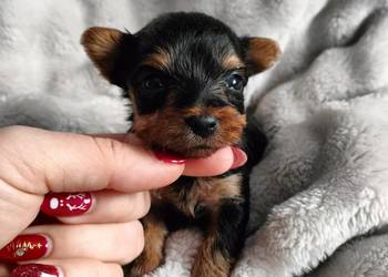 Piesek Yorkshire terrier do rezerwacji