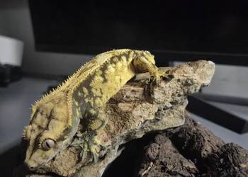 Gekon orzęsiony–Harlequin Yellow(37g frogbutt)