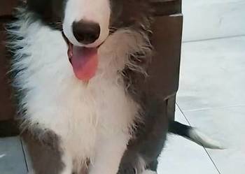 Piękny piesek border collie