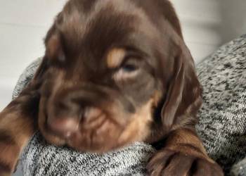 Gończy polski szczeniaczki