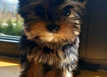 Piesek po małych rodzicach, komplet szczepień