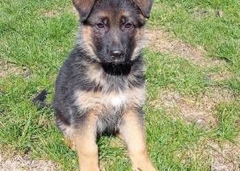 Owczarek niemiecki krótkowłosy ZKwP FCI