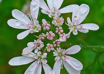 KOLENDRA SIEWNA Coriandrum sativum - NASIONA 100g