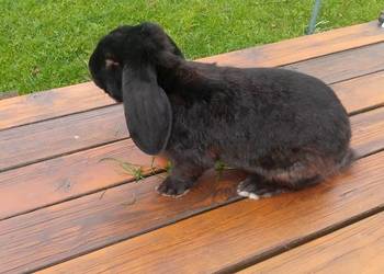 Sprzedam króliki hodowlane udomowione i na mięso rasa fracuzka Sprzedam króliki hodowlane udomowione i na mięso rasa fracuzka