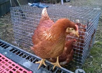 Ferma sprzeda kury d1