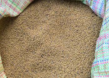 Sprzedam gorczycę tegoroczną Sprzedam gorczycę tegoroczną