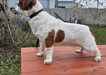 Jack russell terrier pies