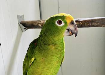 Amazonka surinamska samiec 2018r