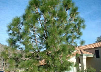 SOSNA ROXBURGHII Pinus roxburghii - NASIONA 100g.