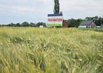Jęczmień ozimy SU FASCINATION - NOWOŚĆ Top Farms